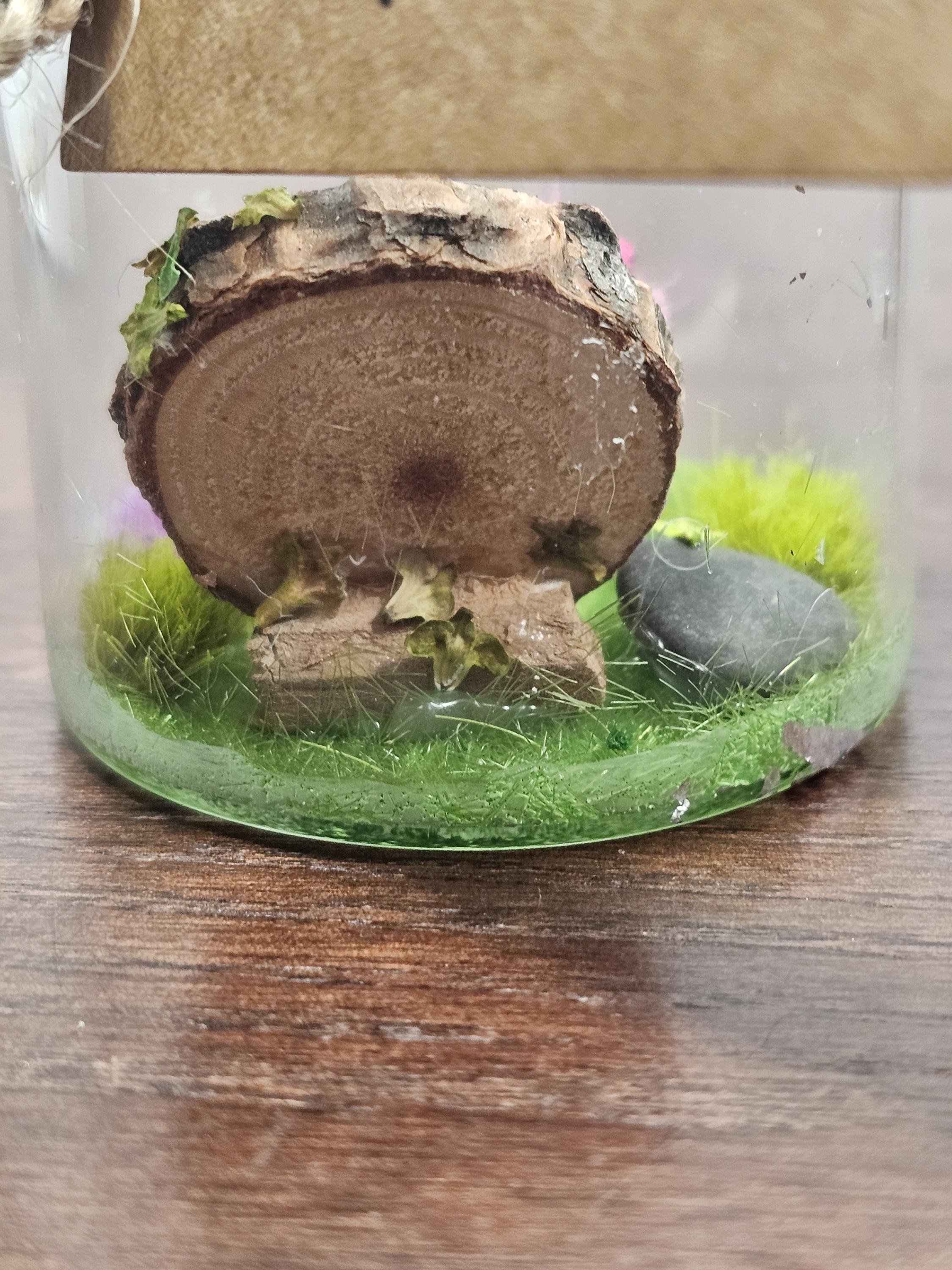 Apollo Terrarium